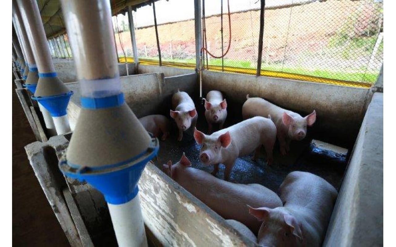 Cidasc emite alerta sobre possibilidade do retorno da peste suína africana