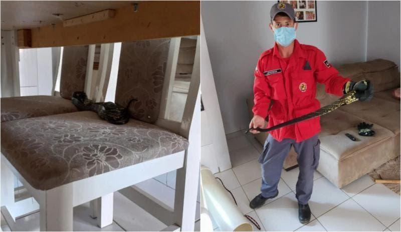 Cobra invade sala de jantar e mobiliza bombeiros no Alto Vale 