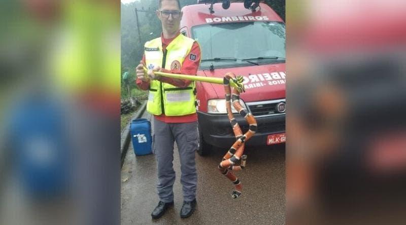 Cobra venenosa é encontrada em calçada no Centro de Ibirama
