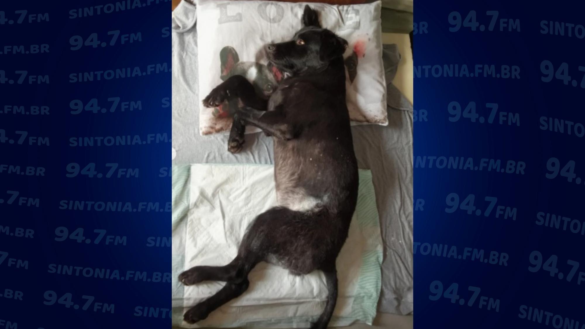 Com aumento de casos de maus-tratos de animais, Ituporanga aumenta fiscalização 