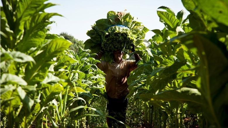 Com seca e granizo Afubra estima redução na produção de fumo na região Sul