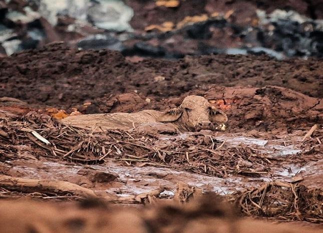 Com tiros, agentes executam animais presos na lama de Brumadinho