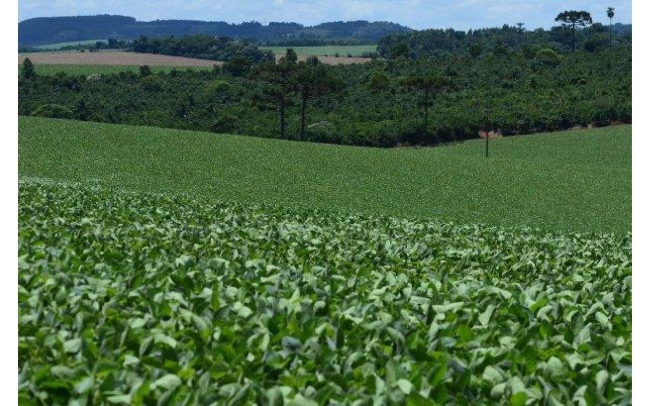 Comércio de herbicida paraquat está proibido no Brasil