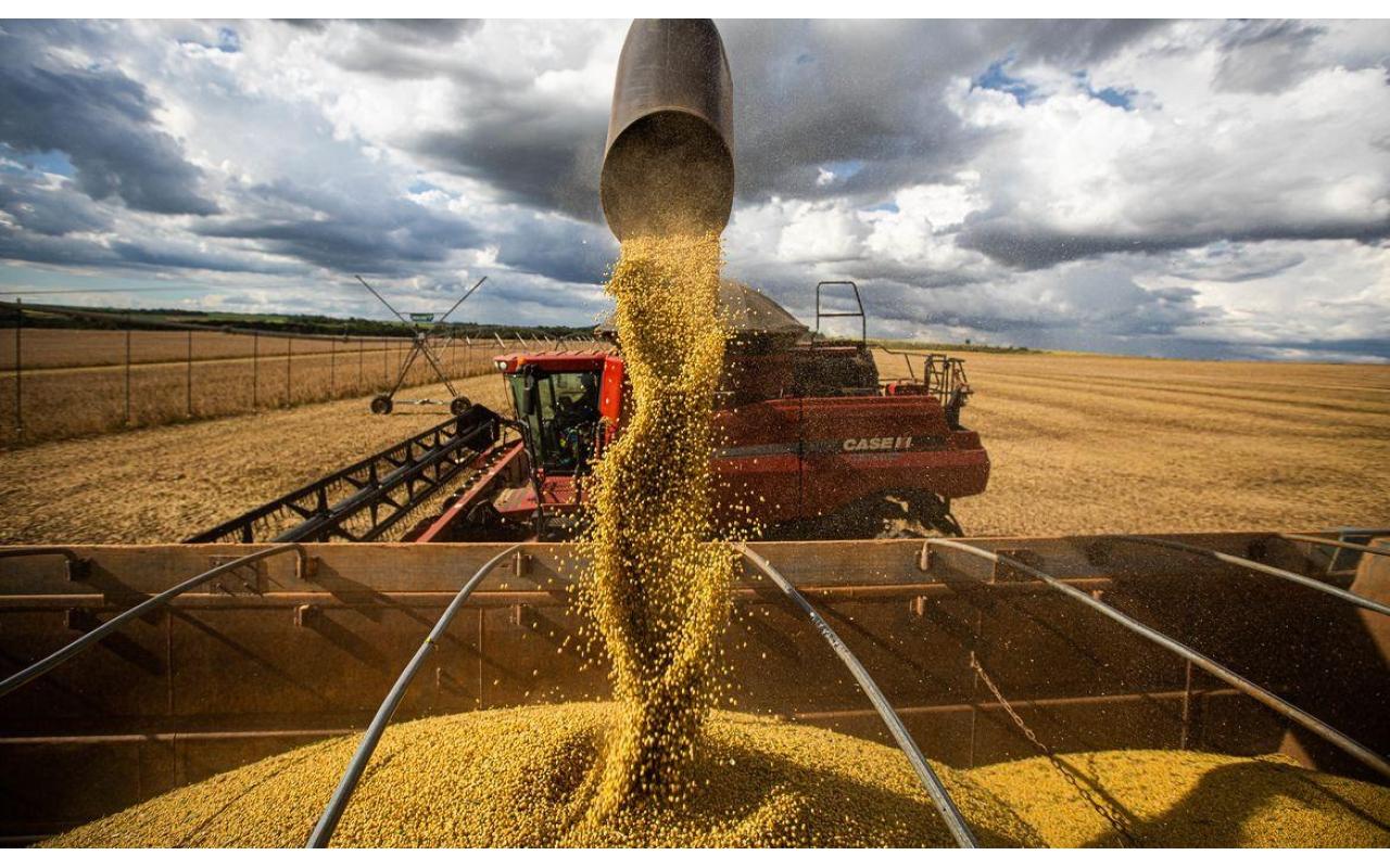 Conab estima safra recorde para milho 2ª safra com produção superior a 87 milhões de toneladas