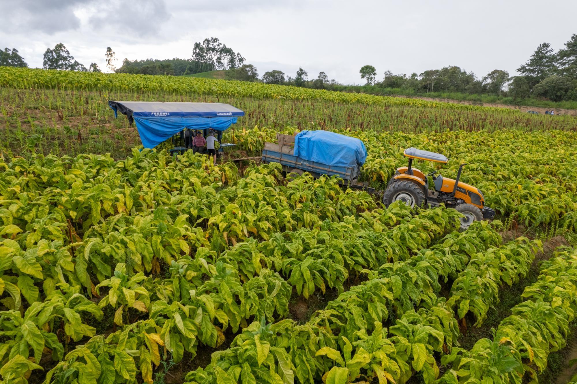 Conferência das Partes da Convenção-Quadro para o Controle do Tabaco será de 20 a 25 de novembro no Panamá