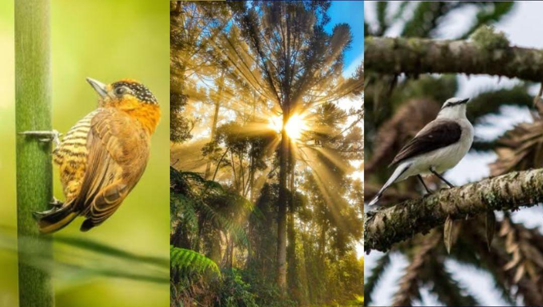 Conheça os vencedores do concurso fotográfico “Meio Ambiente em Foco” de Ituporanga