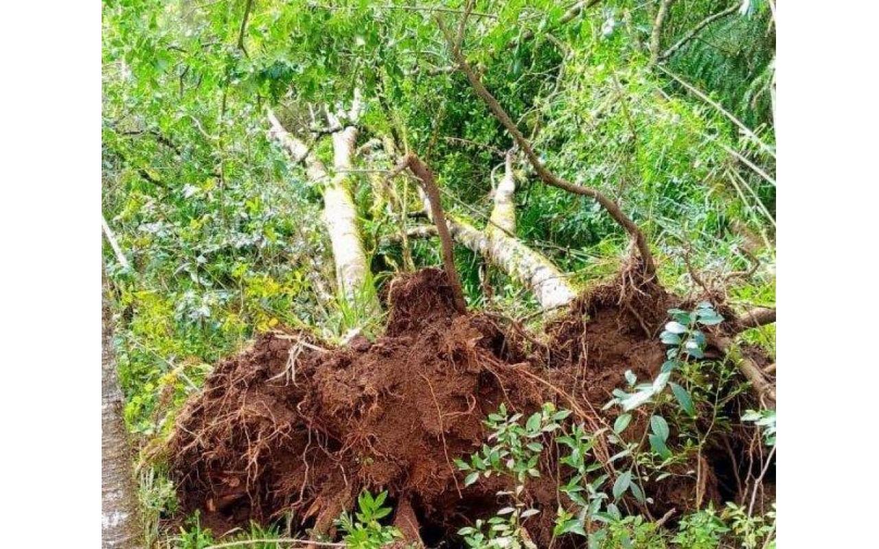 Consema aprova reaproveitamento das árvores derrubadas pelos tornados em Santa Catarina