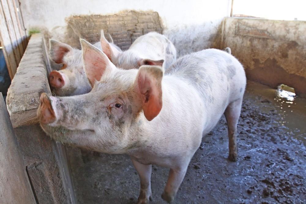 Coreia do Sul habilita mais 6 frigoríficos de SC para exportar carne suína e de frango