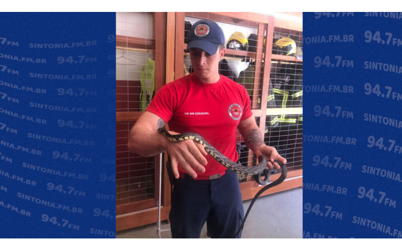 Corpo de Bombeiros Militar orienta sobre os cuidados com animais peçonhentos