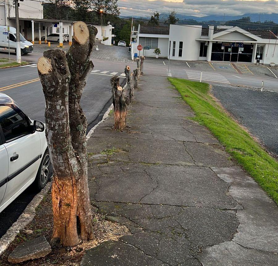 Corte de árvores causa polêmica em Ituporanga