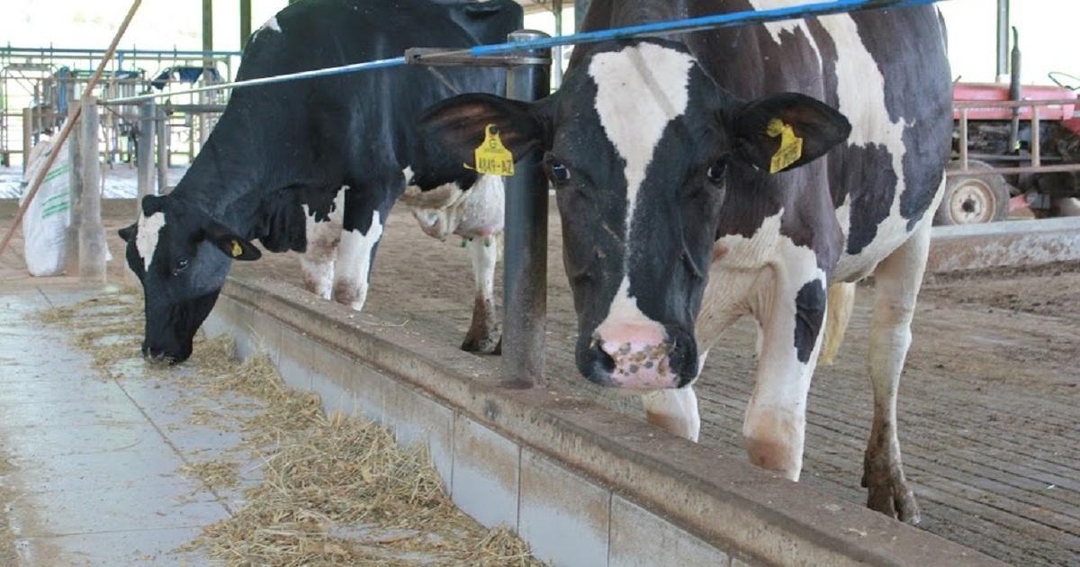 Cravil realiza capacitação para produtores de gado de corte e leite nesta quarta-feira (19) em Ituporanga