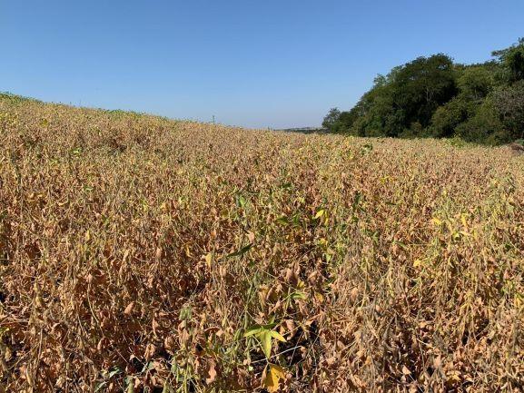 Crédito Rural é prorrogado para prejudicados por conta do coronavírus e pela estiagem