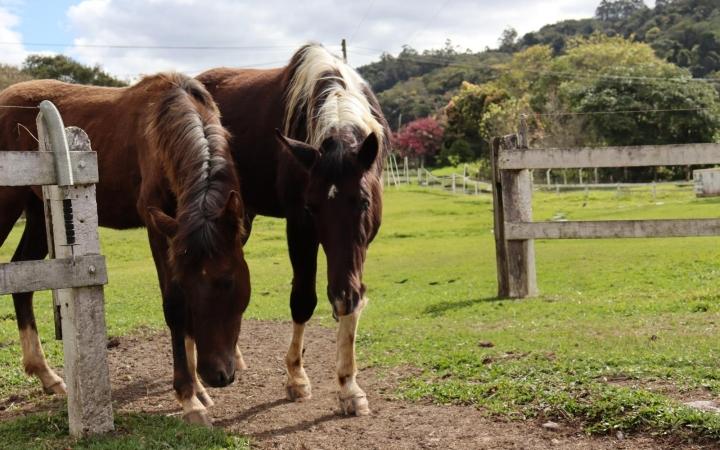 Atenção para a Encefalomielite: doença pode causar a morte dos cavalos