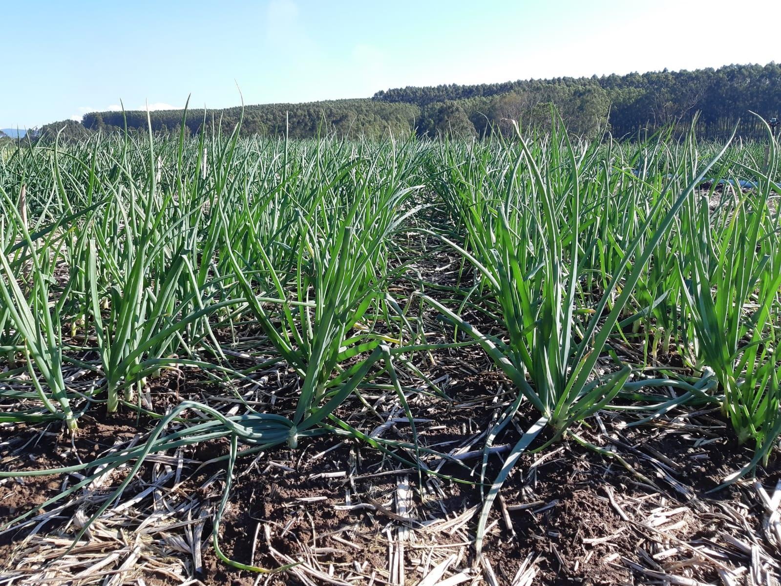 Cultivar de cebola desenvolvida pela Epagri é uma das mais plantadas em SC 