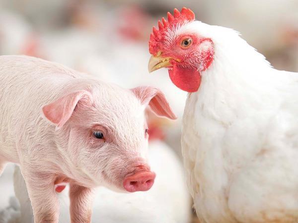 Custos de produção de suínos e frangos caem pelo segundo mês seguido, de acordo com a Embrapa
