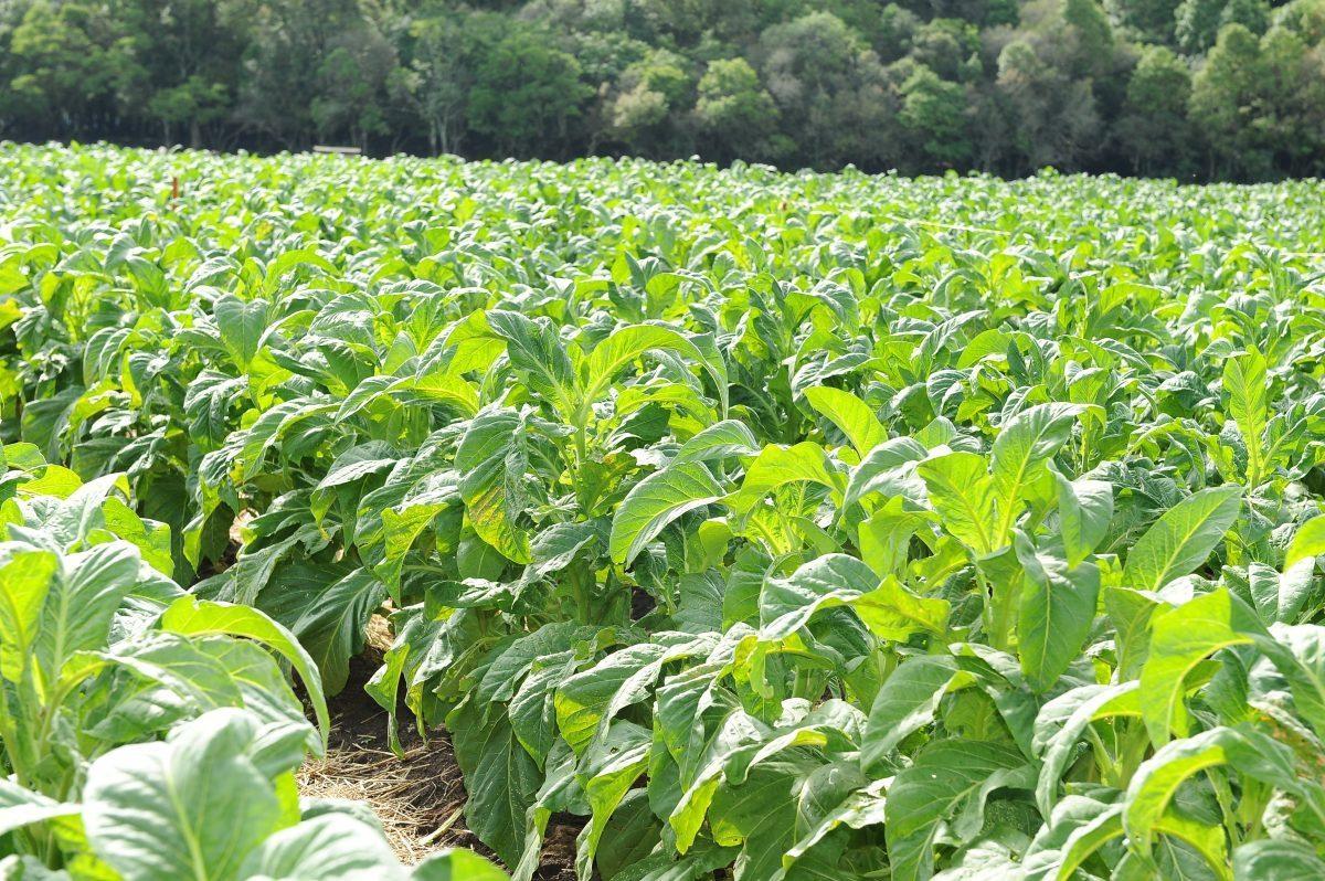 Decreto dos EUA impõe 50% de tarifa ao tabaco brasileiro