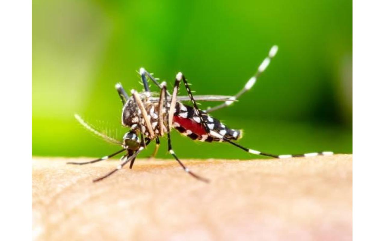 Dengue em SC: remessa com 15 mil doses da vacina contra a doença chega ao estado