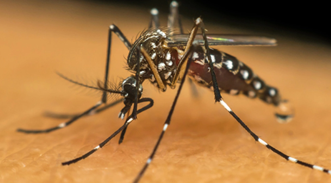 DENGUE: Florianópolis vive epidemia da doença e confirma primeira morte