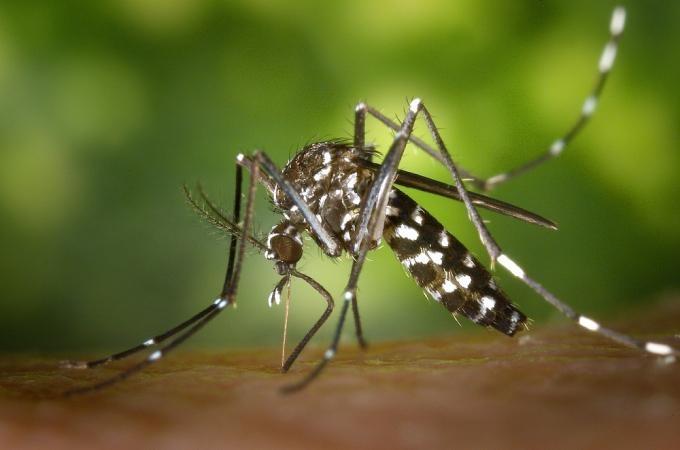 Dengue segue controlada no Alto Vale, mas focos preocupam autoridades