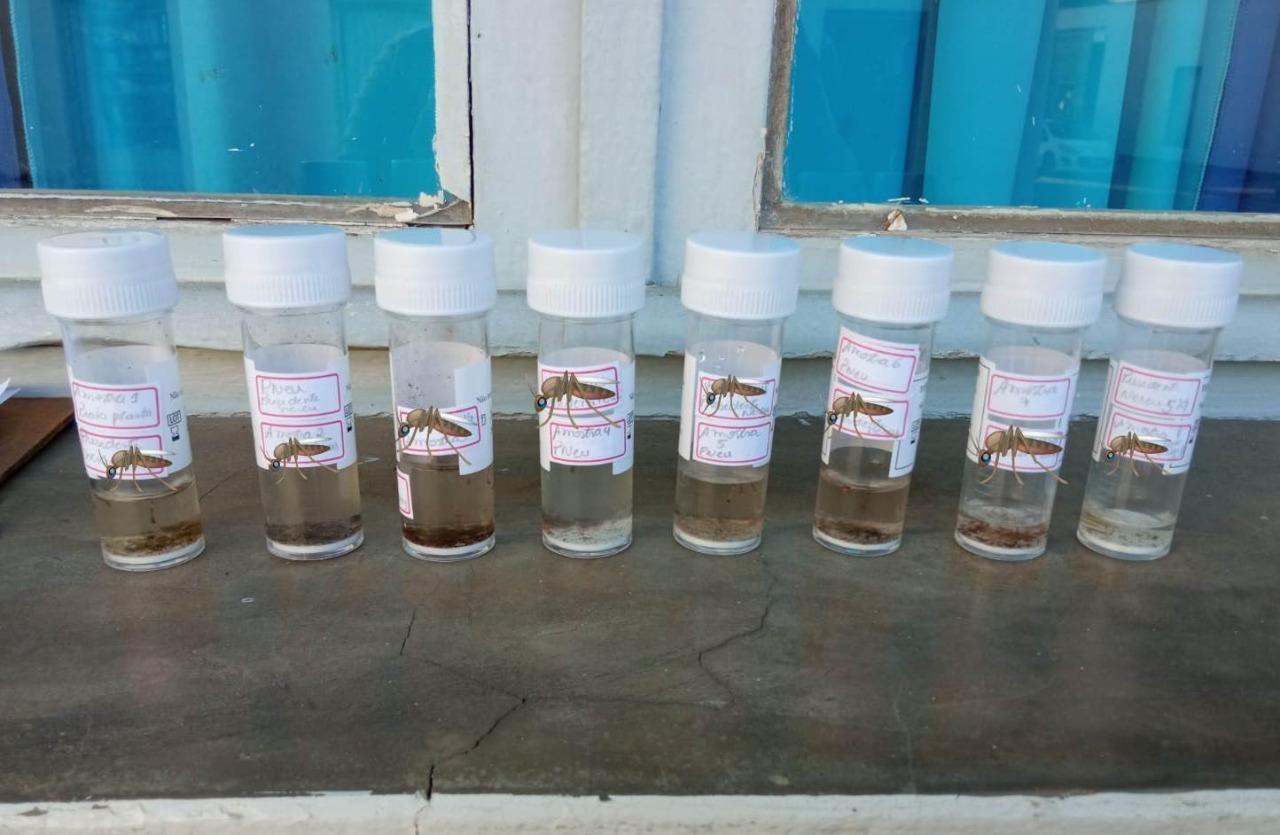 Dengue: Ituporanga tem 15 focos do mosquito Aedes Aegypti ativos