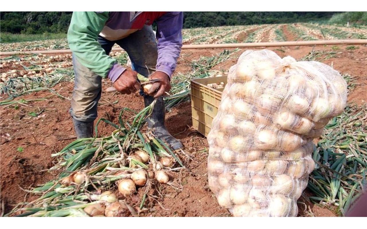 Deputado afirma que tributação de agrotóxicos aumentaria custo da produção de cebola na região