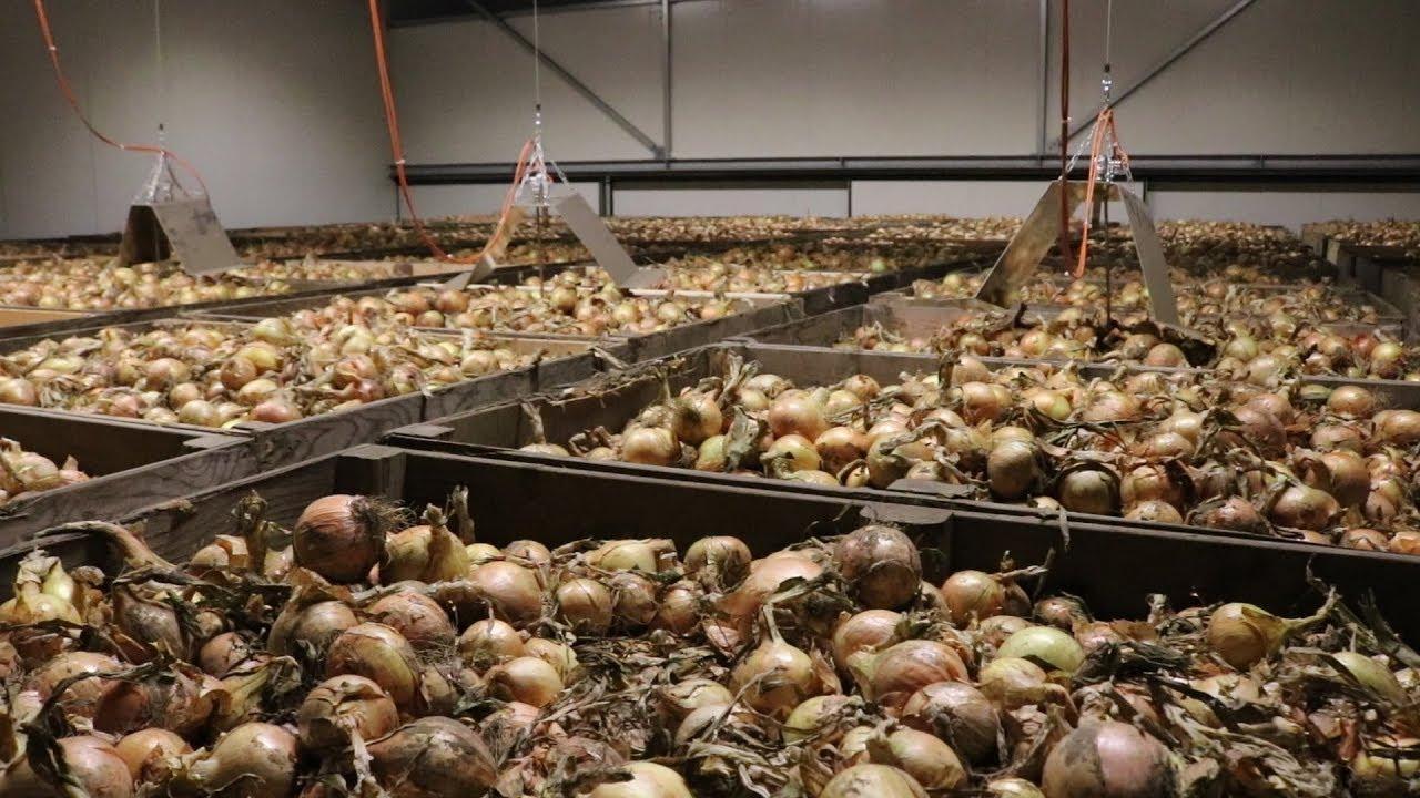 Deputado propõe nova tecnologia para armazenagem de cebola