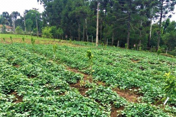 Detentos do Presídio de Rio do Sul começam colheita de alimentos na horta da unidade