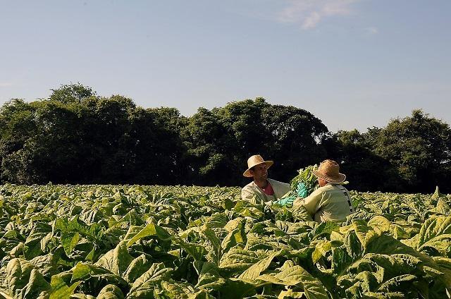 Dia do Produtor de Tabaco: Mais de 5 mil famílias vivem da fumicultura na região da cebola