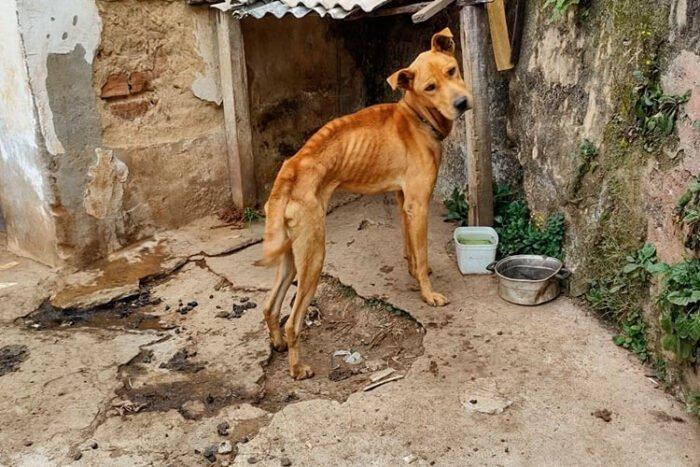 Donos de Pet Shop são condenados por maus-tratos contra animais no Alto Vale