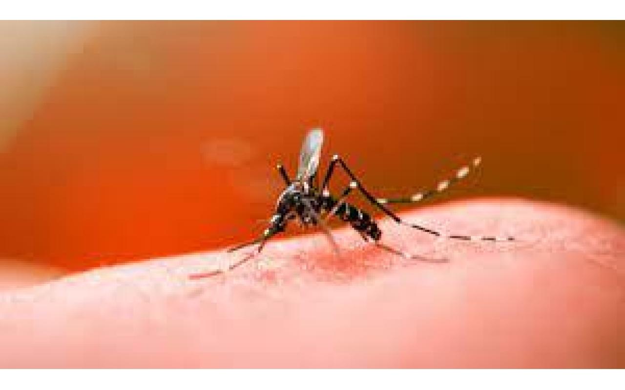 Cidades do Alto Vale registram transmissão local de dengue