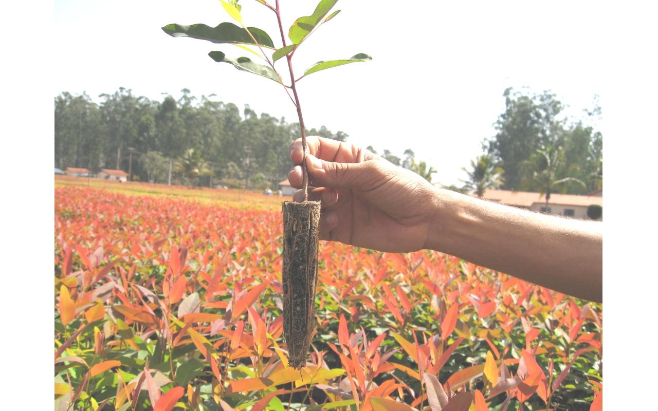 Programa de subsídio de mudas de eucalipto é prorrogado em Petrolândia
