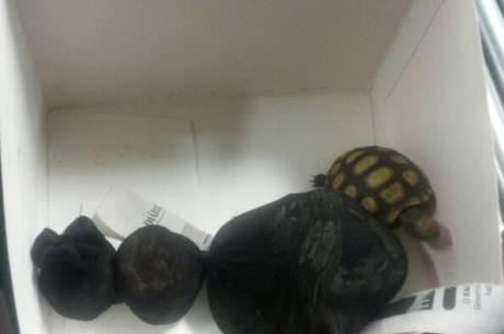 Susto nos Correios: funcionários encontram quatro cobras e um jabuti em encomenda