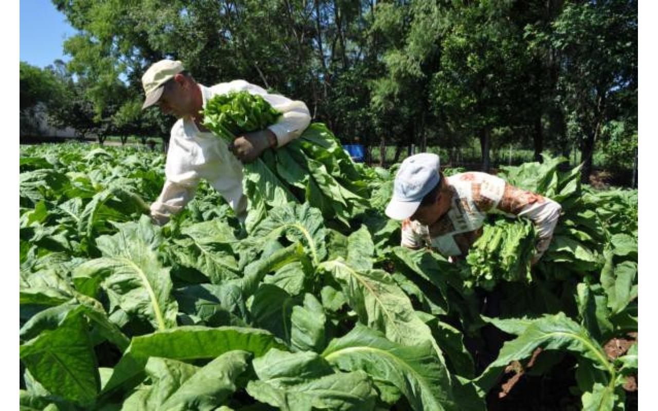 Comissão estadual do tabaco se reúne na próxima semana para tratar sobre a comercialização do produto
