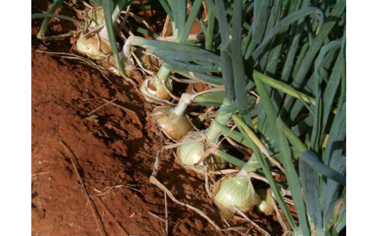 Agricultores já se preparam para a próxima safra de cebola