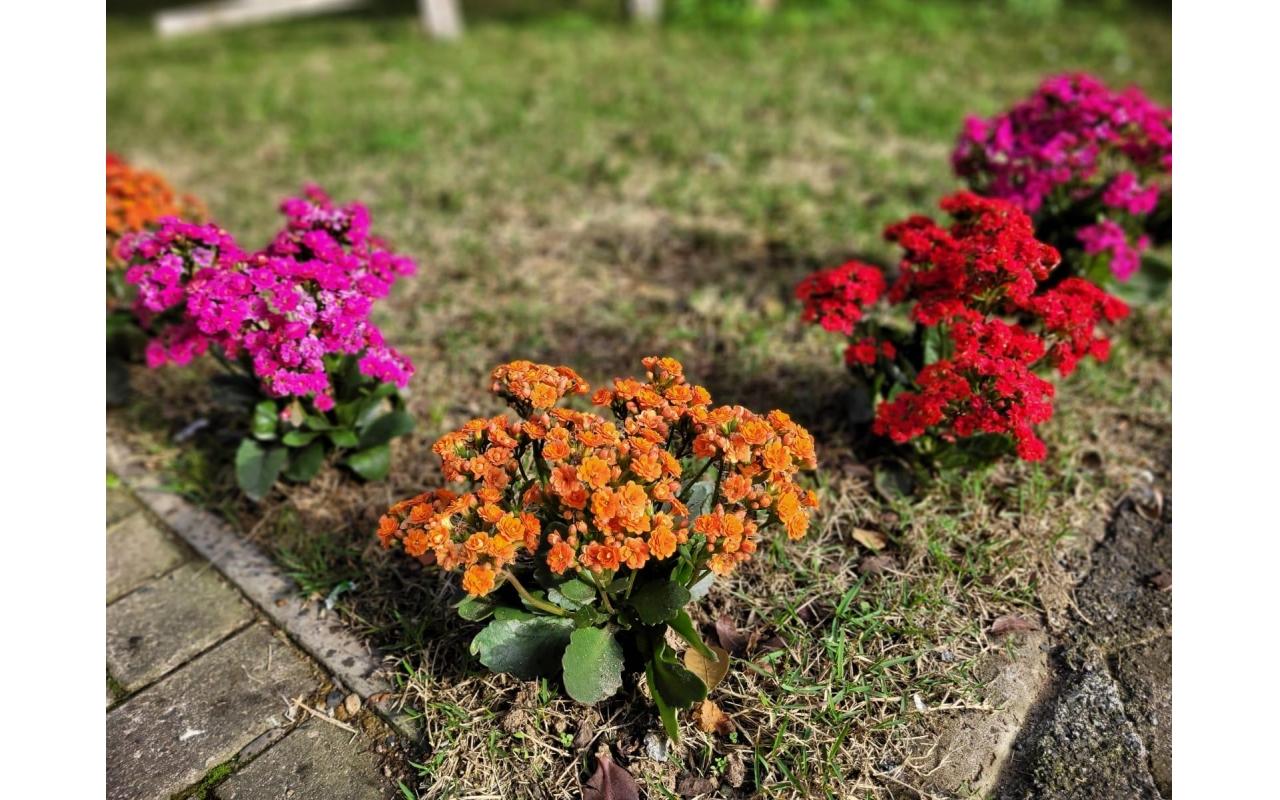 Edição extra do Feirão de Mudas Frutíferas e Ornamentais em Imbuia é neste sábado (8)