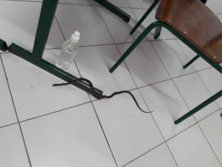 Em Xanxerê, cobra aparece em seção e interrompe votação