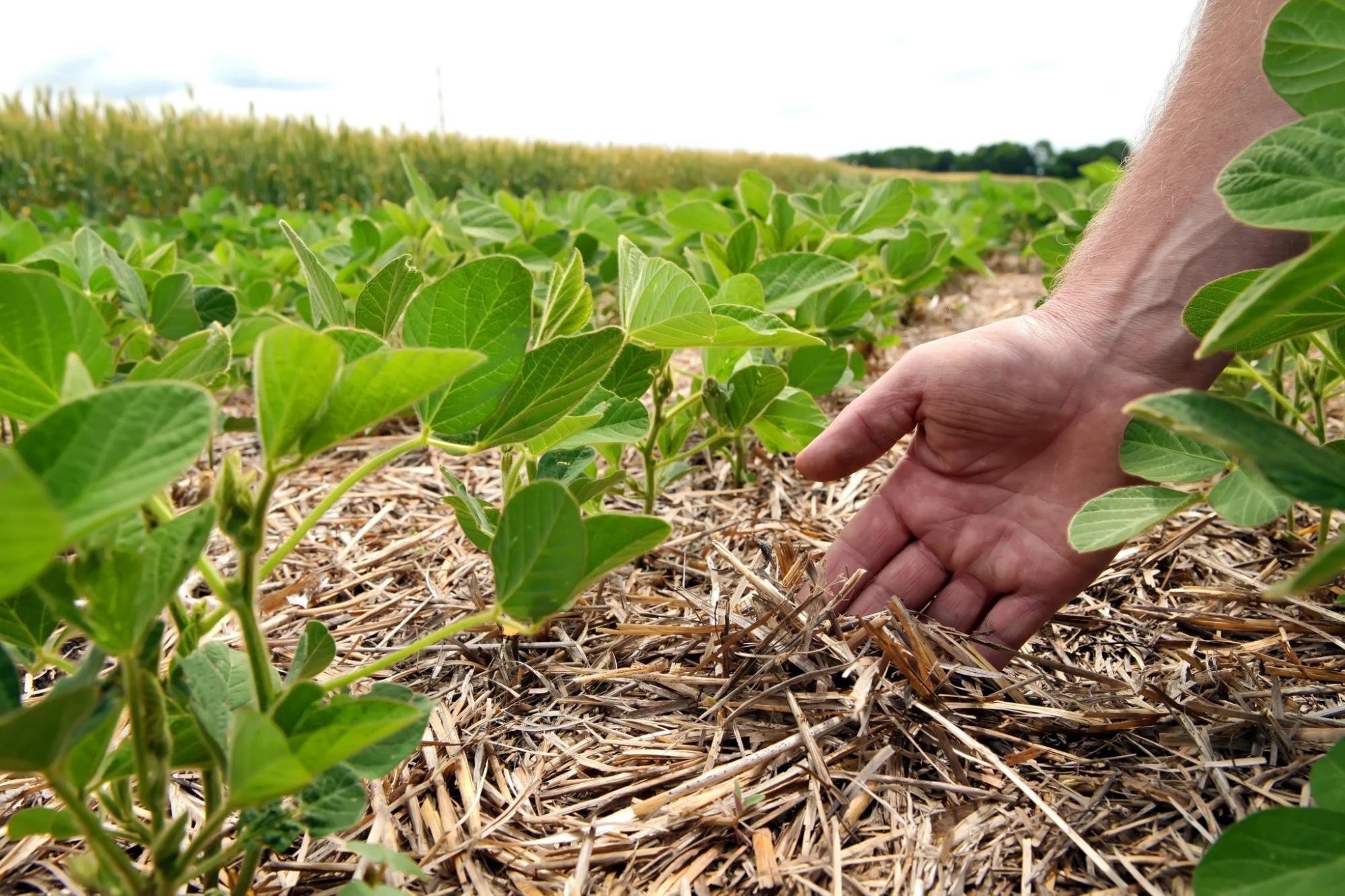 Engenheiros agrônomos realizam seminário sobre conservação do solo e plantio direto em Agronômica
