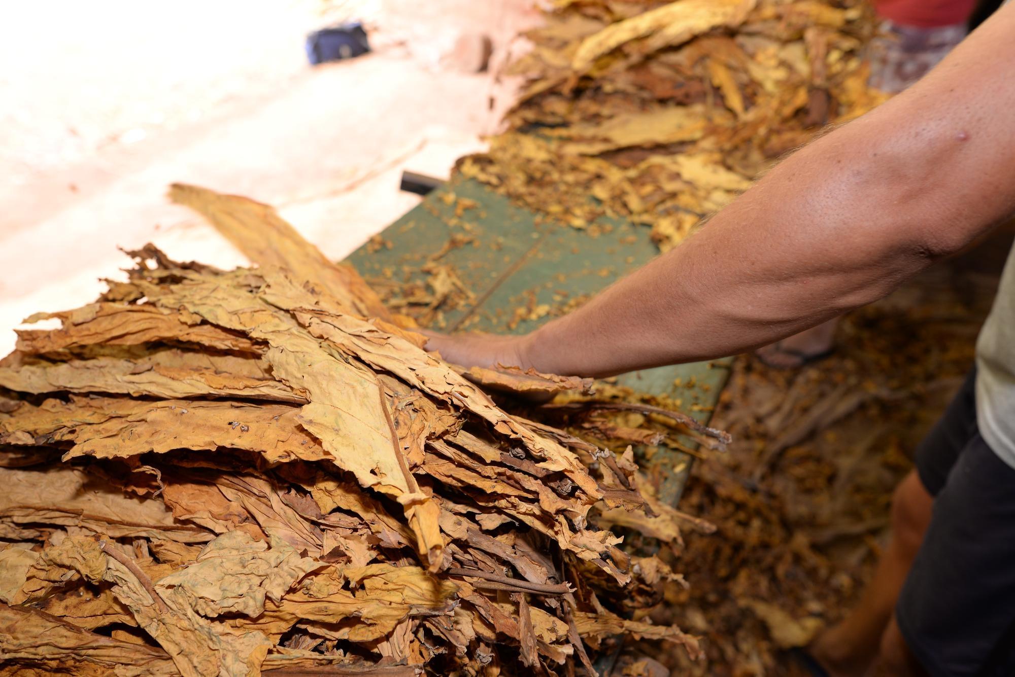 Entidades cobram fumageiras sobre preço e compra do tabaco