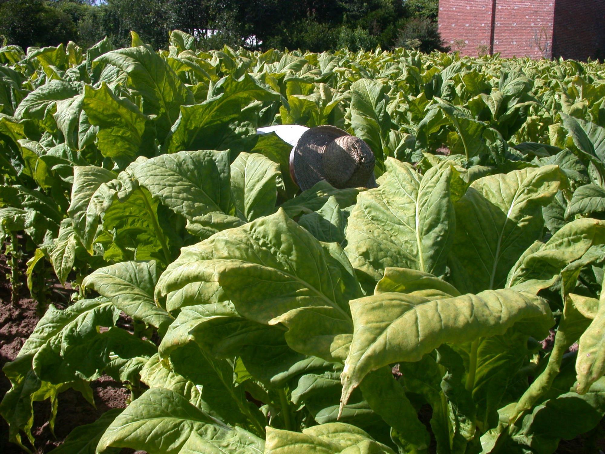 Entidades e empresas não chegam a um acordo sobre o preço do tabaco