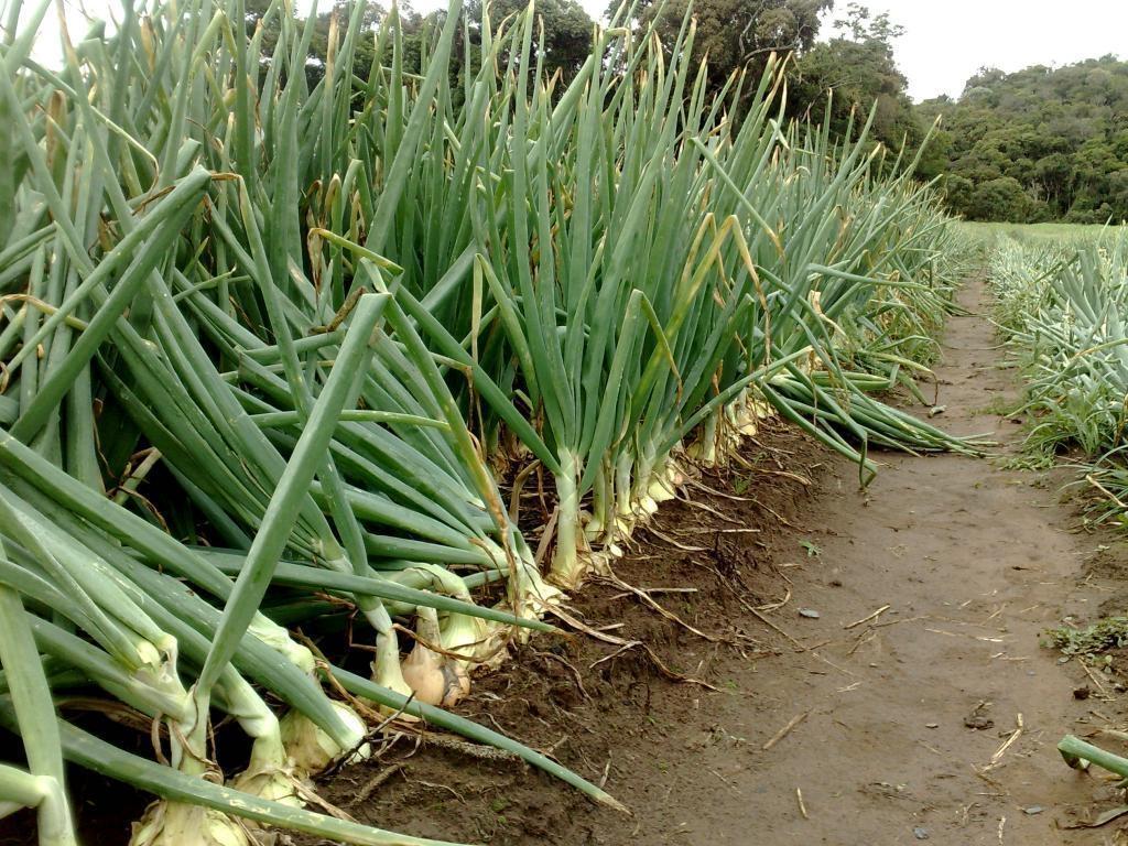 Entidades ligadas à agricultura da região da cebola discutem nessa semana alternativas ao uso do Totril