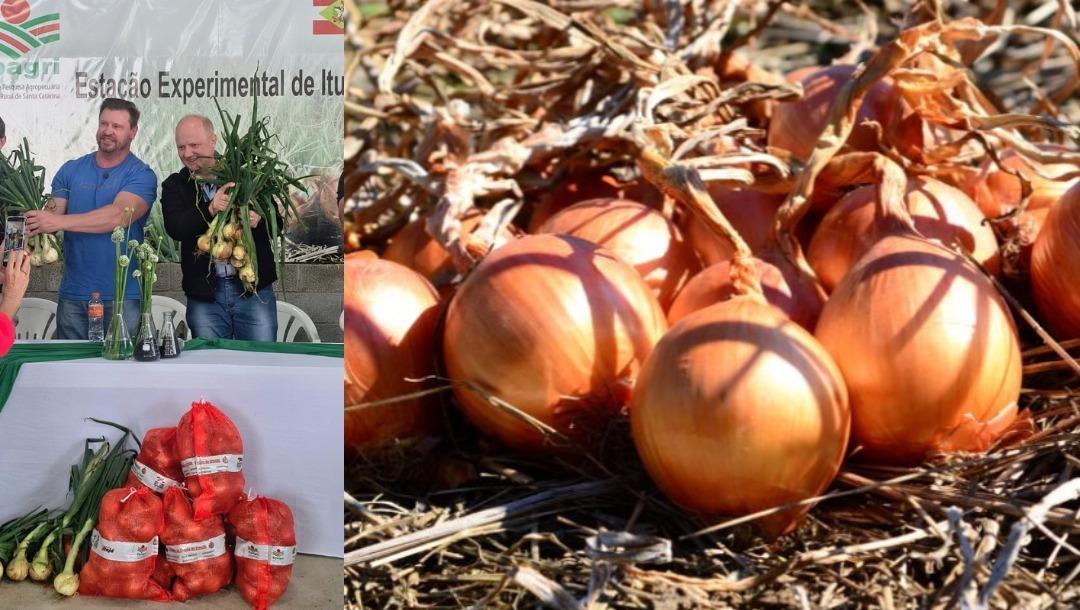 EPAGRI apresenta novas tecnologias e cultivares na abertura da colheita da cebola em Ituporanga