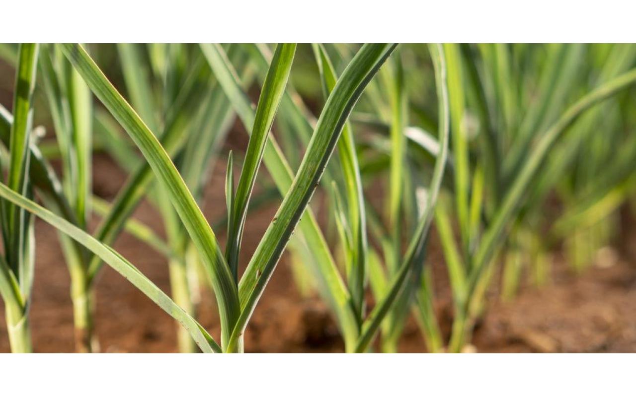 Epagri busca desenvolver novos produtos para auxiliar no controle de ervas daninhas nas culturas da cebola e do alho