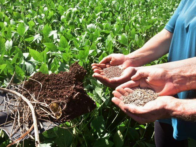 Epagri comemora Dia Mundial do Solo com 45 anos de análises para aumentar a produtividade no campo