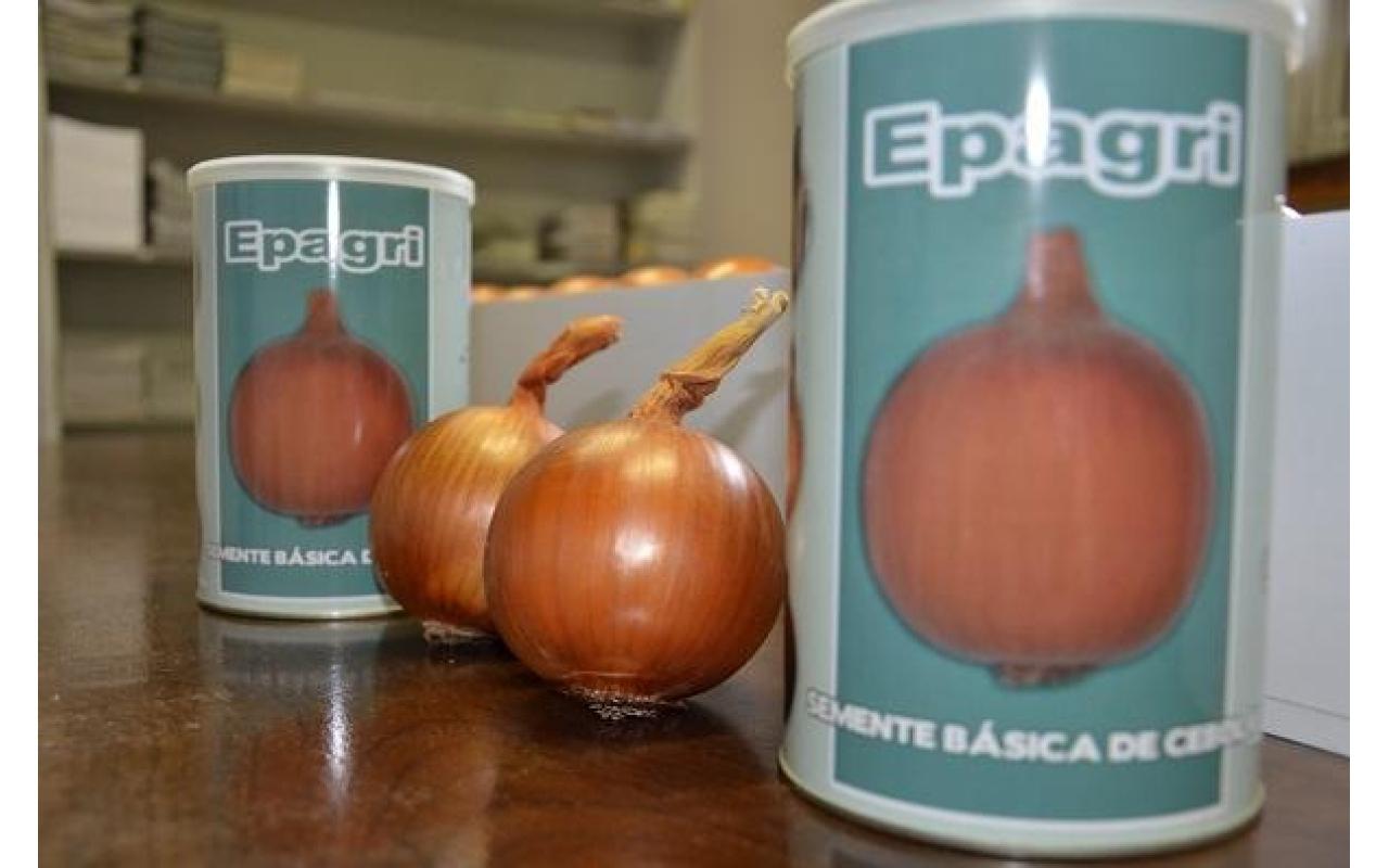 Epagri de Ituporanga apresenta cinco novas variedades de cebola