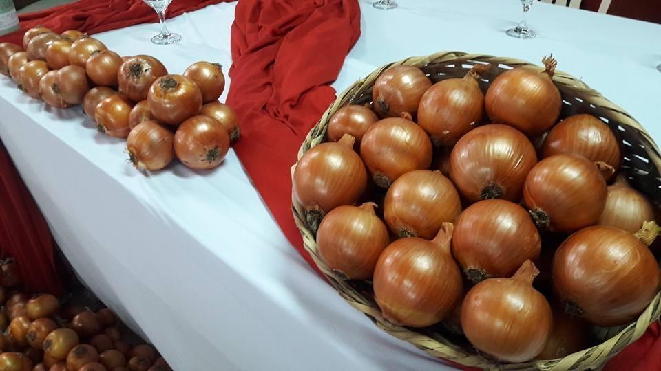 Epagri de Ituporanga celebra sucesso das variedades de cebola Vale Sul e Poranga