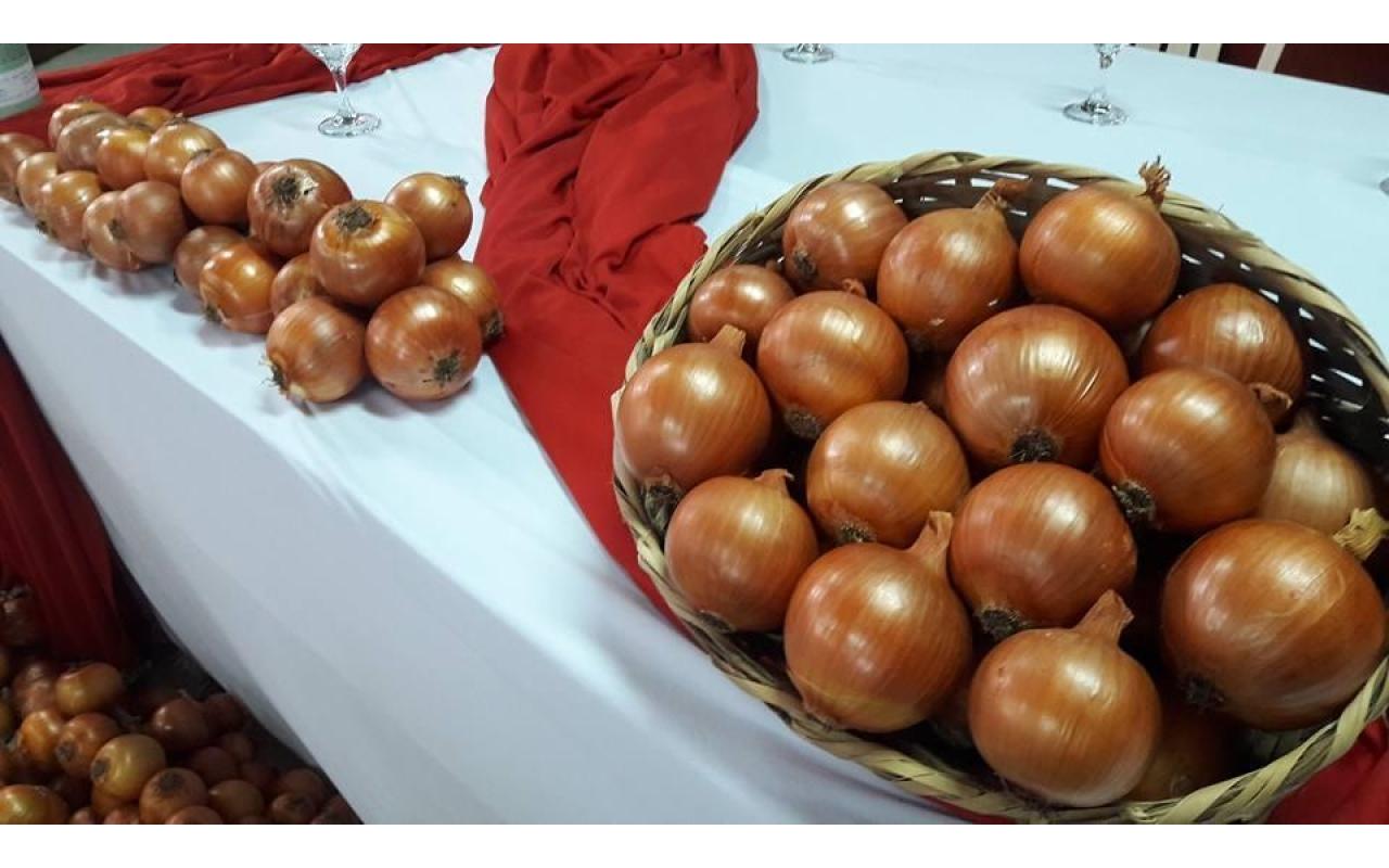 Epagri de Ituporanga celebra sucesso das variedades de cebola Vale Sul e Poranga