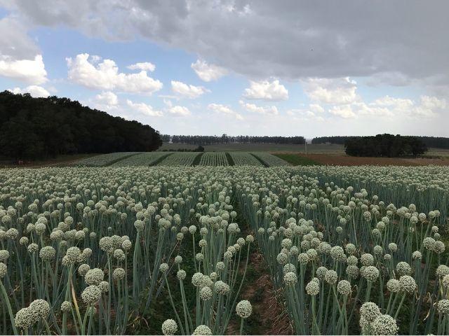Epagri de Ituporanga desenvolve cebola híbrida mais produtiva e resistente a doenças