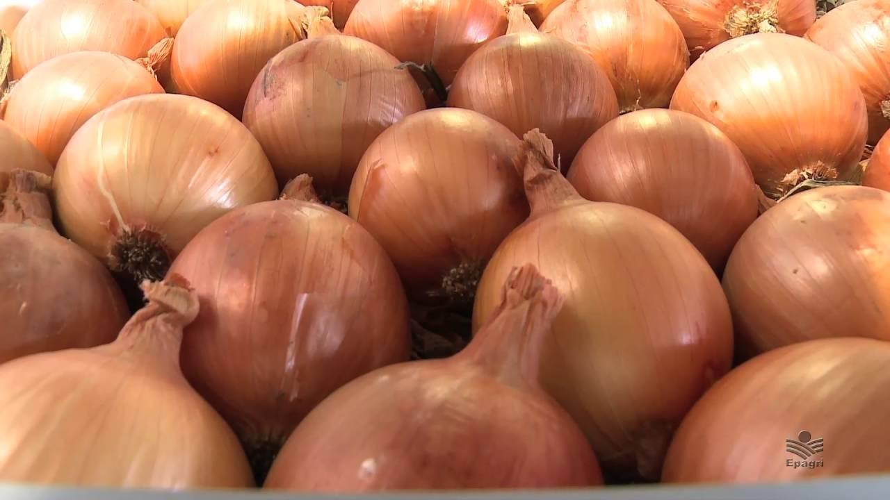 Epagri de Ituporanga desenvolve nova cultivar de cebola resistente ao mofo