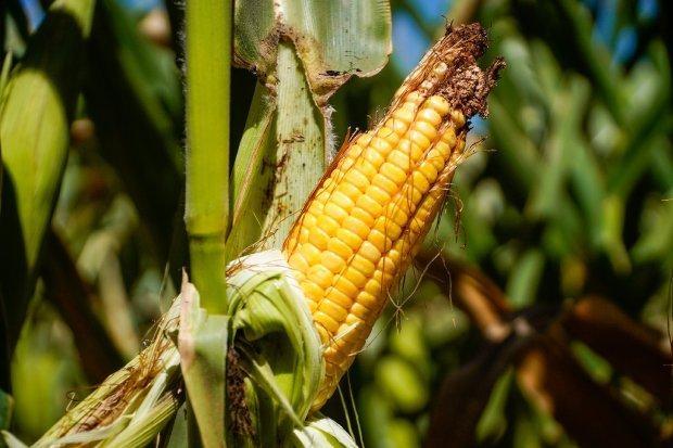 Epagri de Petrolândia libera na próxima segunda autorização para o programa Terra Boa de sementes de milho