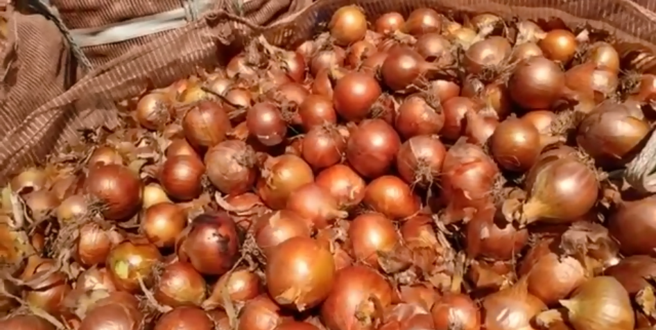 Epagri estima que 2% de cebola da safra 2019/2020 ainda está disponível para comercialização